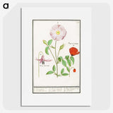 2-97_Anselmus-Boetius-de-Boodt_picture