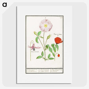 2-97_Anselmus-Boetius-de-Boodt_picture
