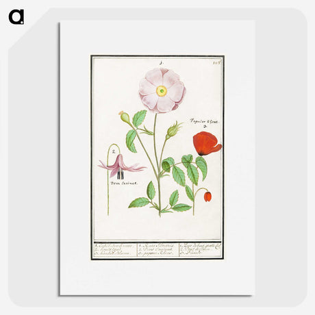 2-97_Anselmus-Boetius-de-Boodt_picture
