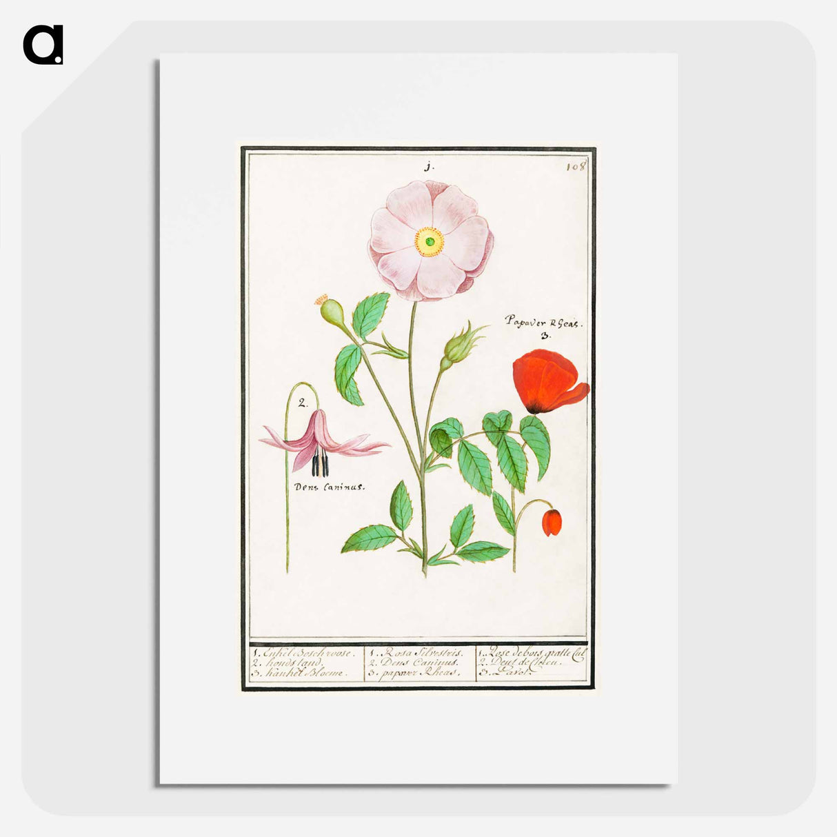 Dogstand, Erythronium, wild rose, Rosa and a poppy, Papaver - アンセルムス ボエティウス デ ブート Poster.