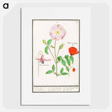 Dogstand, Erythronium, wild rose, Rosa and a poppy, Papaver - アンセルムス ボエティウス デ ブート Poster.