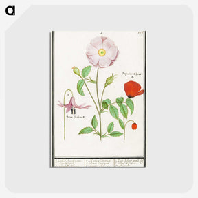 2-97_Anselmus-Boetius-de-Boodt_postcard