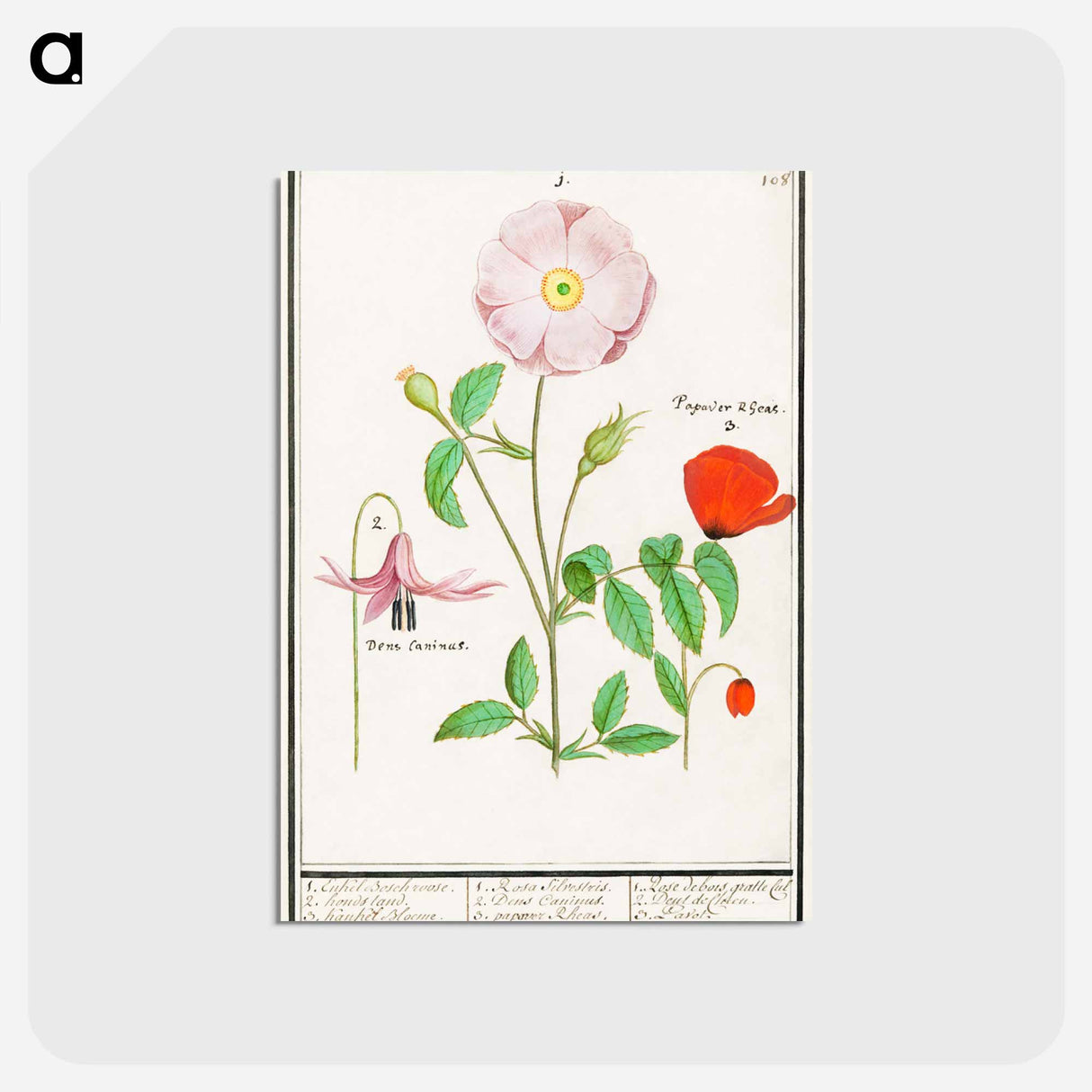 Dogstand, Erythronium, wild rose, Rosa and a poppy, Papaver - アンセルムス ボエティウス デ ブート Postcard.