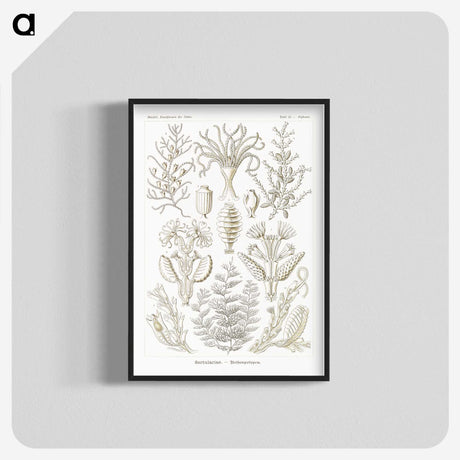 2-97_Ernst-Haeckel_blk-crop