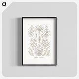 2-97_Ernst-Haeckel_blk