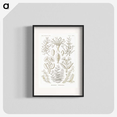 2-97_Ernst-Haeckel_blk
