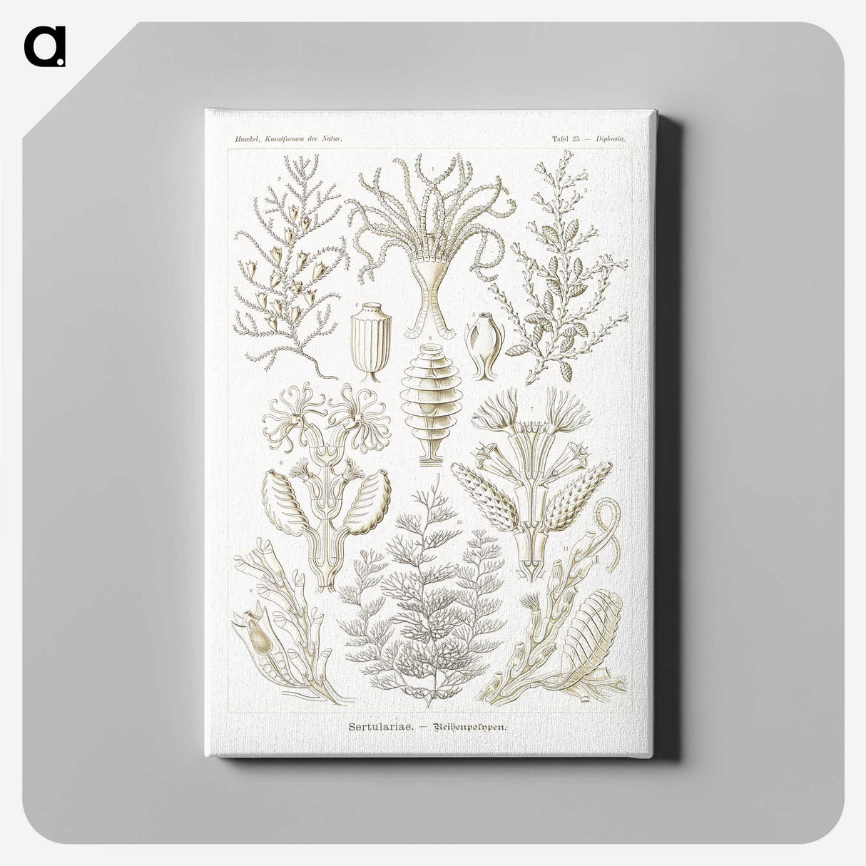 2-97_Ernst-Haeckel_canvas