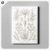 2-97_Ernst-Haeckel_canvas