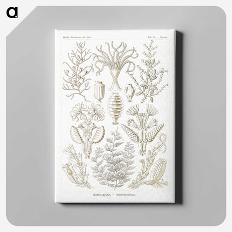 2-97_Ernst-Haeckel_canvas