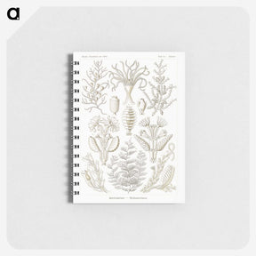 2-97_Ernst-Haeckel_memo