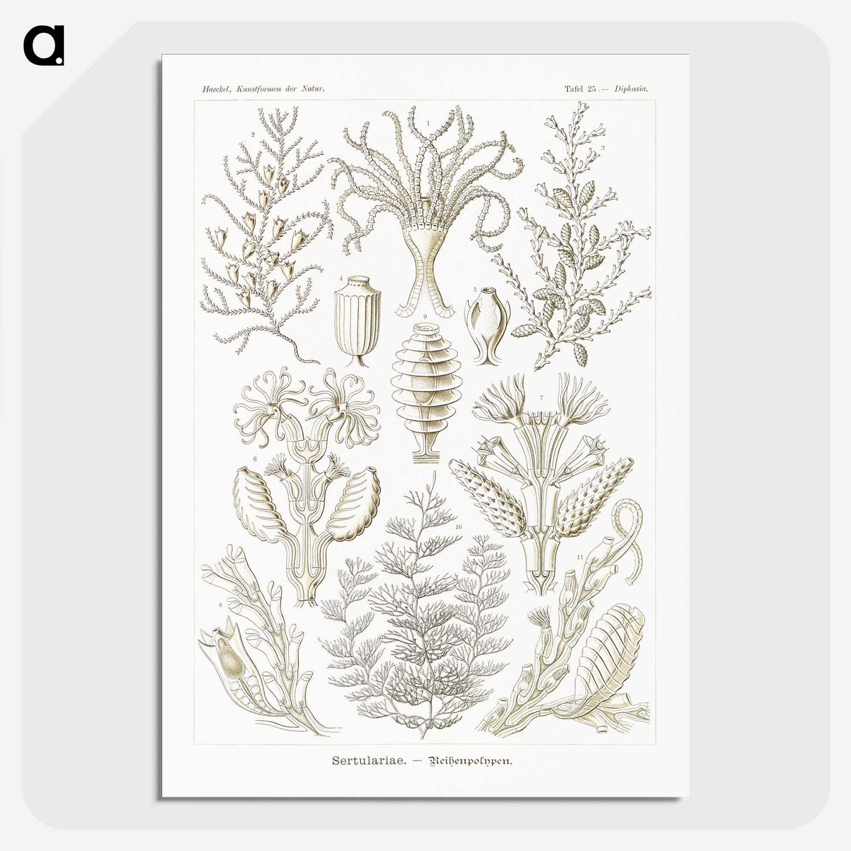 2-97_Ernst-Haeckel_picture-crop