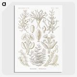 2-97_Ernst-Haeckel_picture-crop