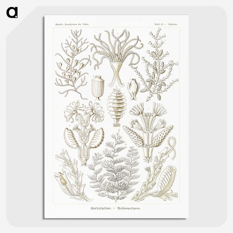 2-97_Ernst-Haeckel_picture-crop