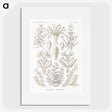 2-97_Ernst-Haeckel_picture