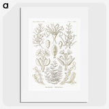 2-97_Ernst-Haeckel_picture