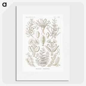 2-97_Ernst-Haeckel_picture