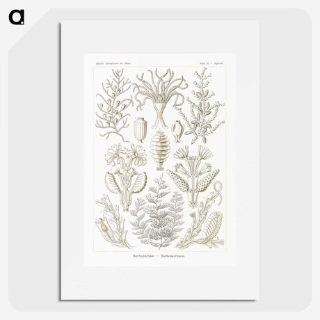 2-97_Ernst-Haeckel_picture