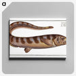 2-97_Ichtyologie-ou-Histoire-naturelle_canvas