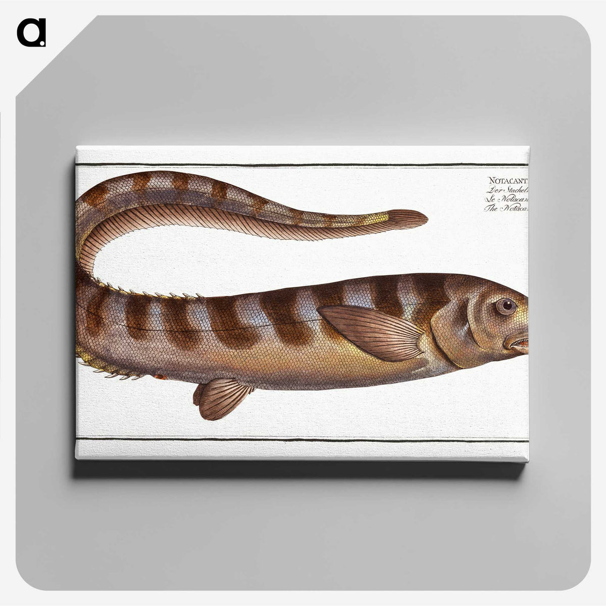 2-97_Ichtyologie-ou-Histoire-naturelle_canvas