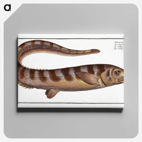2-97_Ichtyologie-ou-Histoire-naturelle_canvas