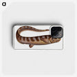 2-97_Ichtyologie-ou-Histoire-naturelle_phone
