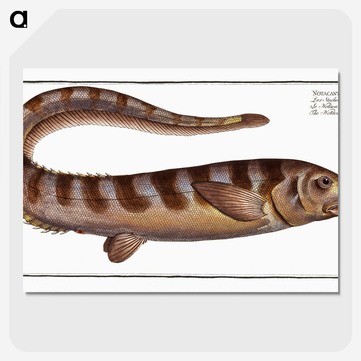 2-97_Ichtyologie-ou-Histoire-naturelle_picture-crop