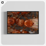 2-97_Insects-Unlocked-Project_blk-crop