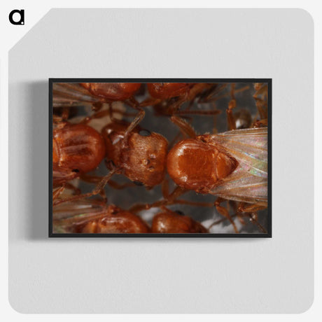 2-97_Insects-Unlocked-Project_blk-crop