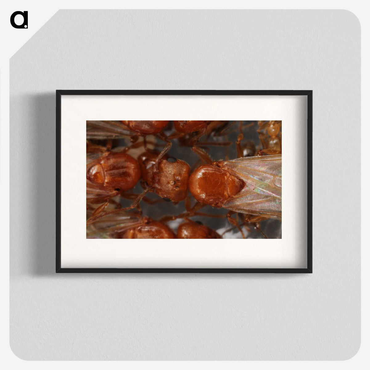 2-97_Insects-Unlocked-Project_blk
