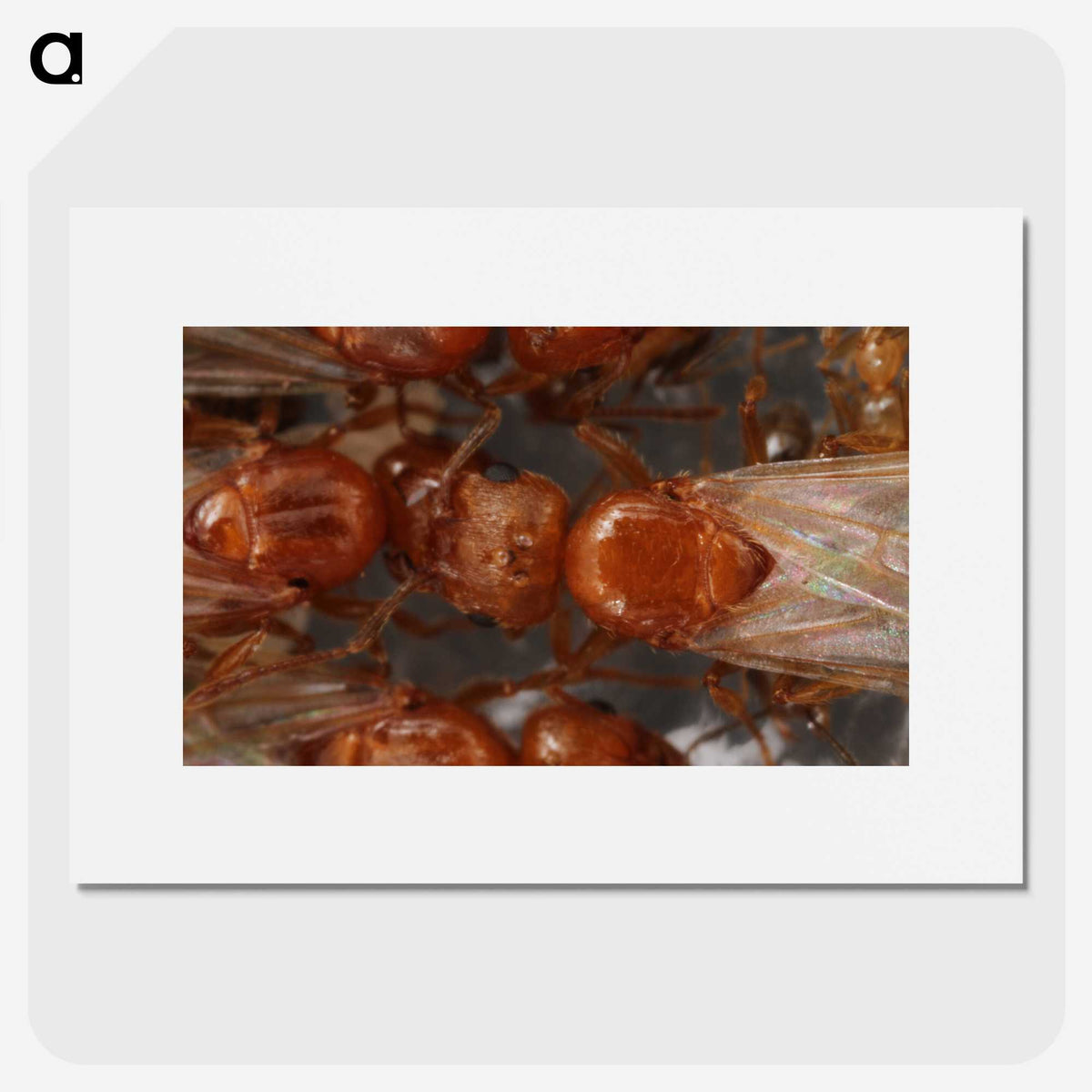 2-97_Insects-Unlocked-Project_picture