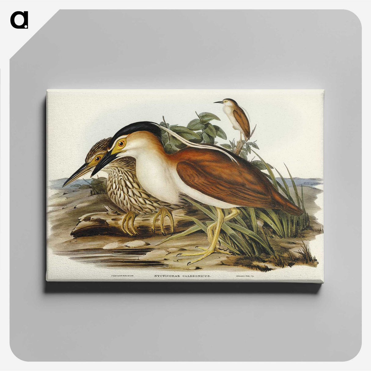 2-97_John-Gould_canvas
