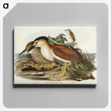 2-97_John-Gould_canvas