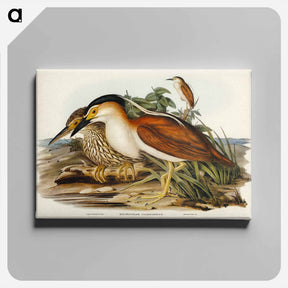 アートパネル-Nankeen Night Heron
 - ジョン グールド Canvas.