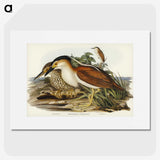 2-97_John-Gould_picture