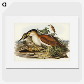 2-97_John-Gould_picture