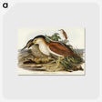 2-97_John-Gould_postcard