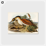 アートポストカード-Nankeen Night Heron
 - ジョン グールド Postcard.