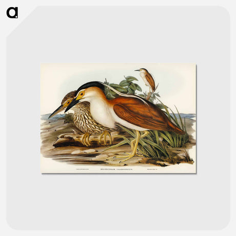 アートポストカード-Nankeen Night Heron
 - ジョン グールド Postcard.
