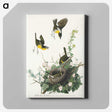 2-97_John-James-Audubon_canvas