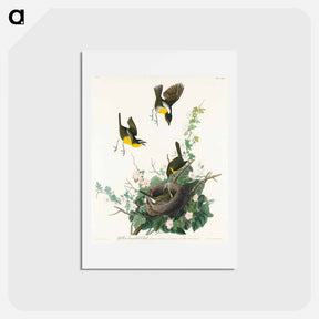 アートポストカード-Yellow-breasted Chat
 - ジョン ジェームス オーデュボン Postcard.