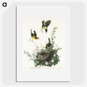 2-97_John-James-Audubon_picture