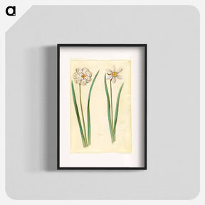 アートポスター-Narcissus Poeticus (Prison Lily)
 - マリア ジビーラ メーリアン Poster.