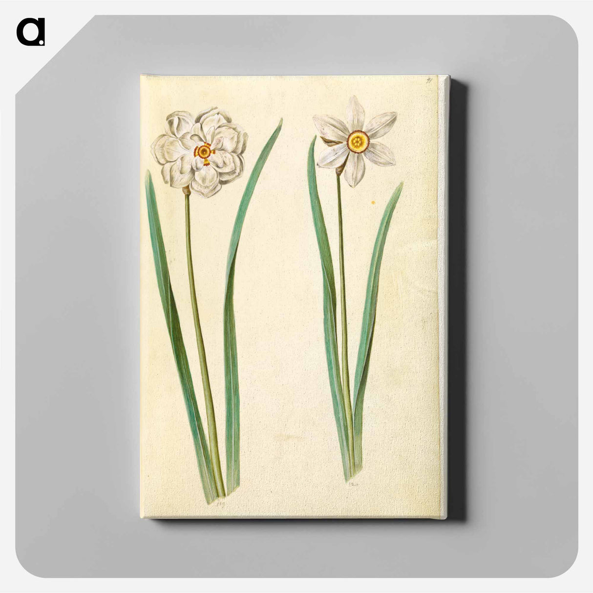 アートパネル-Narcissus Poeticus (Prison Lily)
 - マリア ジビーラ メーリアン Canvas.