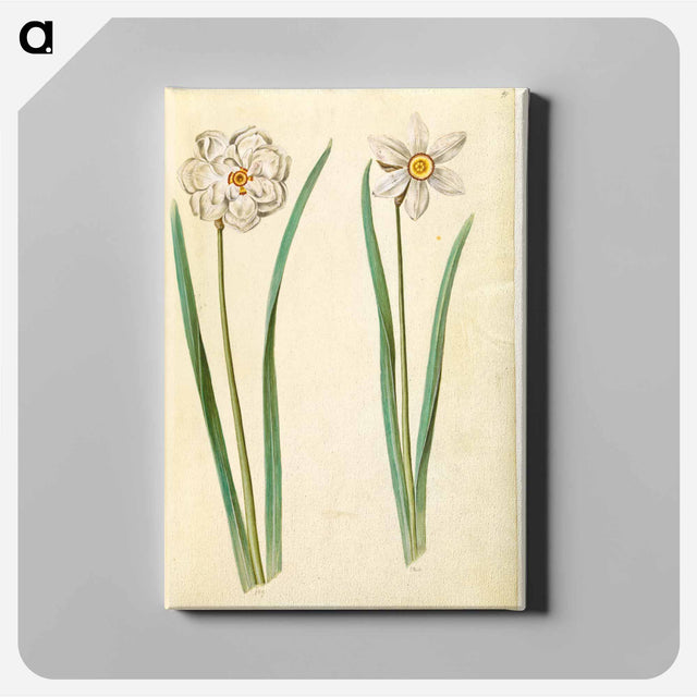 アートパネル-Narcissus Poeticus (Prison Lily)
 - マリア ジビーラ メーリアン Canvas.