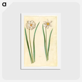 アートポストカード-Narcissus Poeticus (Prison Lily)
 - マリア ジビーラ メーリアン Postcard.