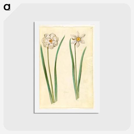 アートポストカード-Narcissus Poeticus (Prison Lily)
 - マリア ジビーラ メーリアン Postcard.