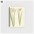 2-97_Maria-Sibylla-Merian_memo