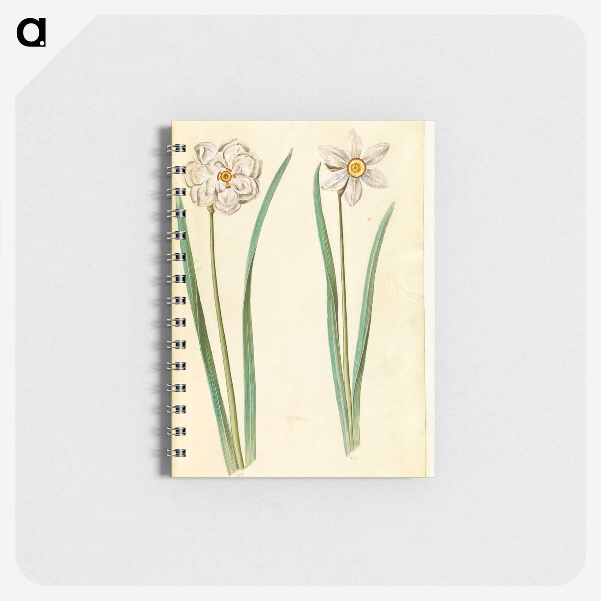 2-97_Maria-Sibylla-Merian_memo