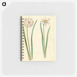 2-97_Maria-Sibylla-Merian_memo