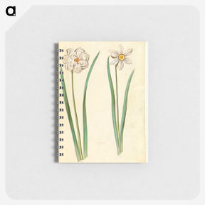 2-97_Maria-Sibylla-Merian_memo